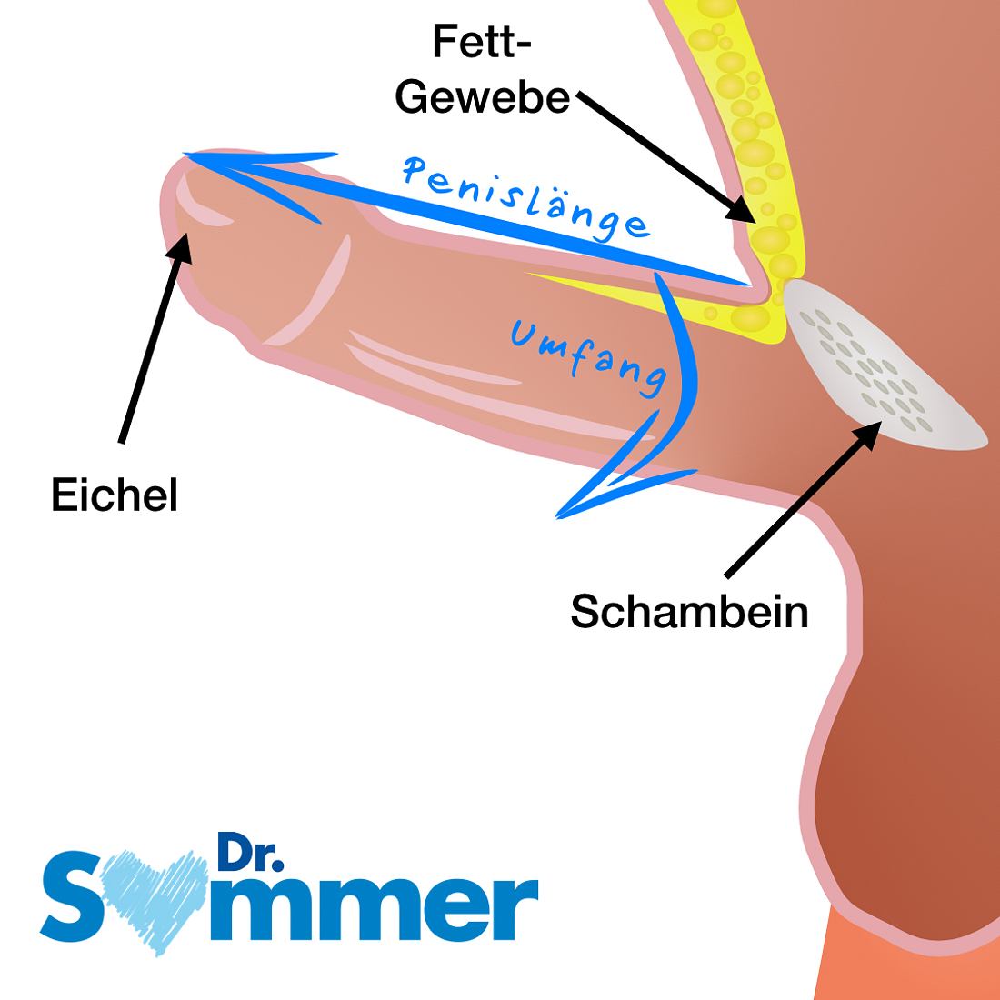 Wie lang ist ein pferdepenis