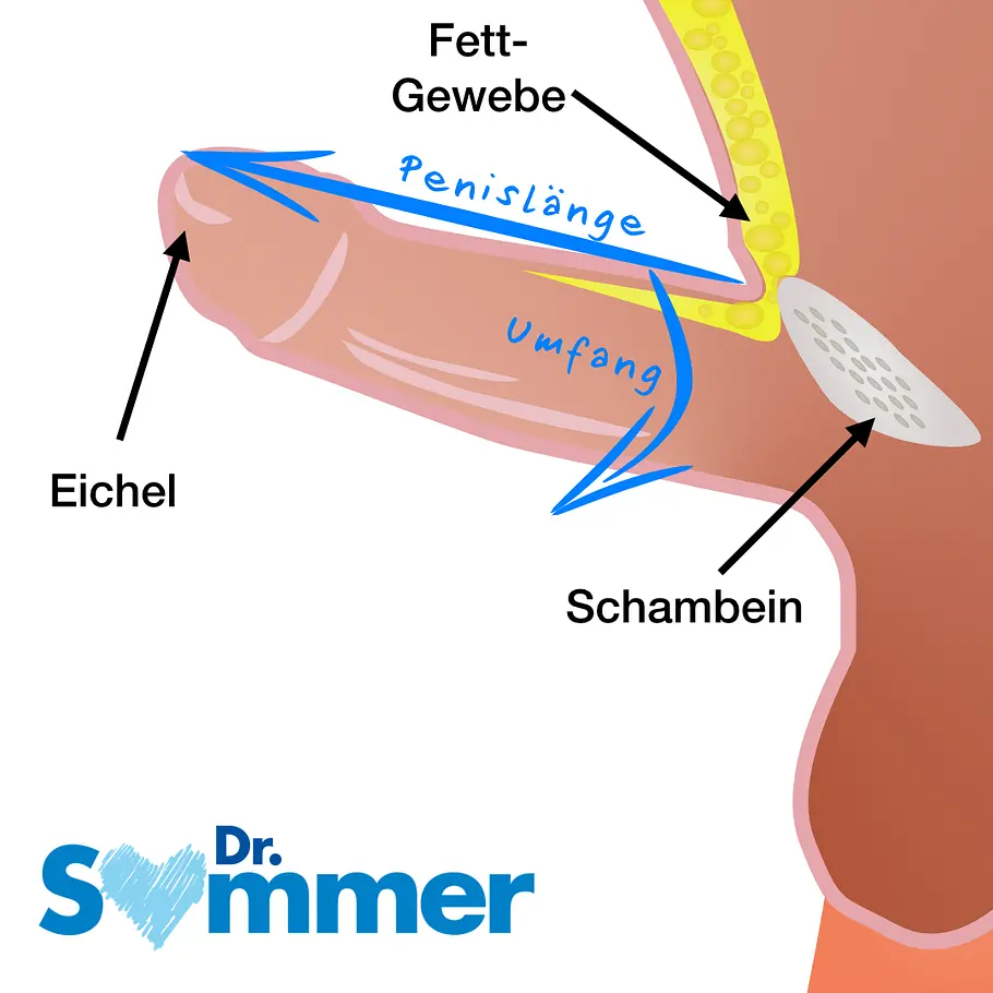 Penisumfang und -Gre! Was ist normal und was nicht? | BRAVO Penisumfang und -Gre! Was ist normal und was nicht? | BRAVO
