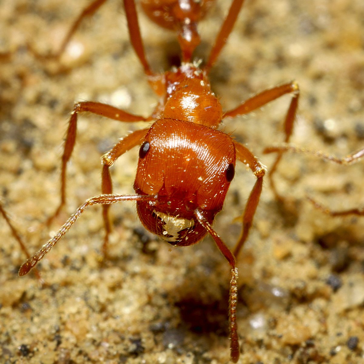 Die 10 schmerzhaftesten Insektenstiche