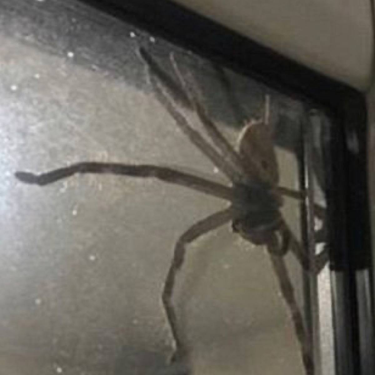 Eine monströse Hunstman-Spinne lädt sich in Australien selbst zum Dinner ein.