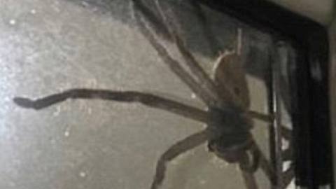 Eine monströse Hunstman-Spinne lädt sich in Australien selbst zum Dinner ein. - Foto: Facebook/LaurenAnsell