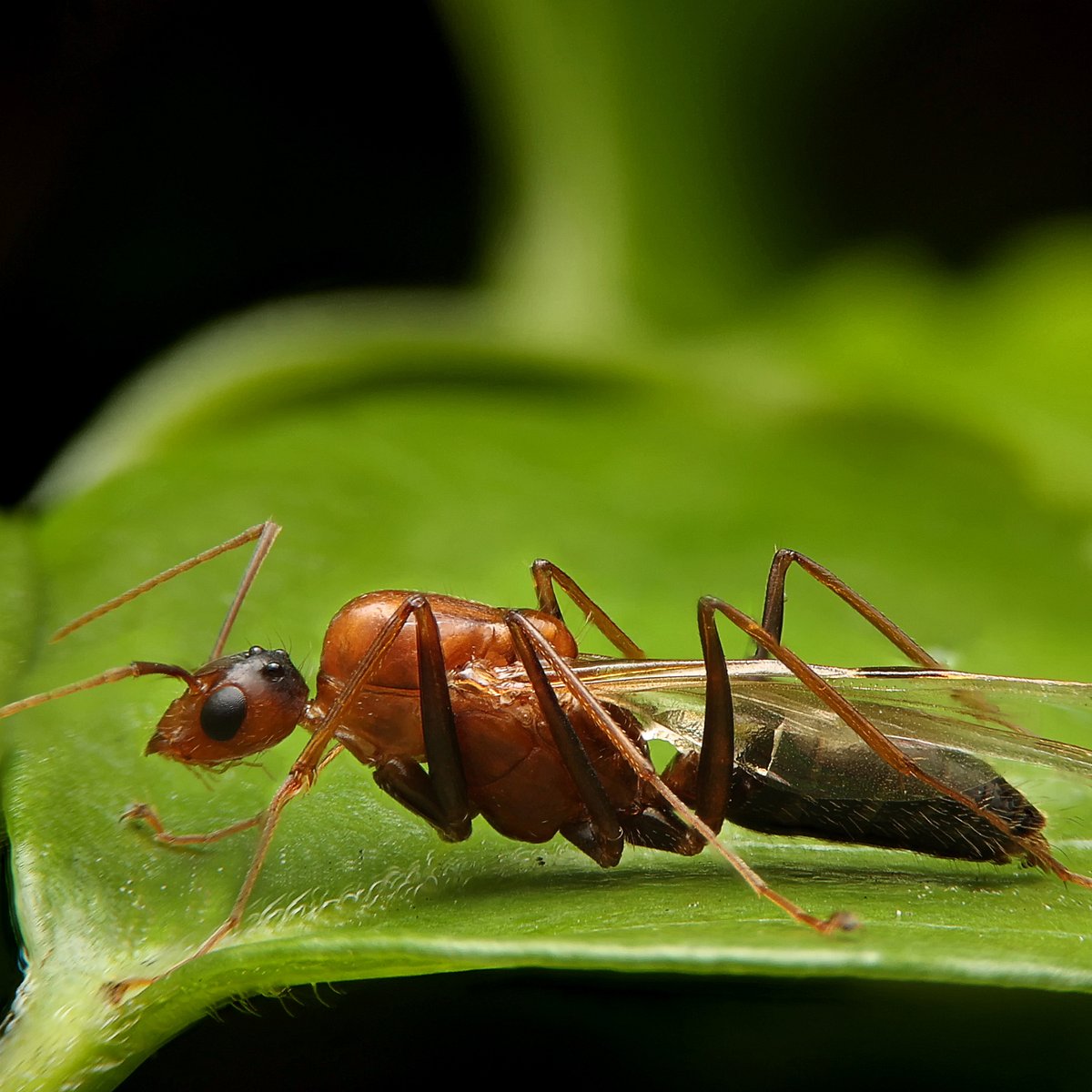 Die 10 schmerzhaftesten Insektenstiche