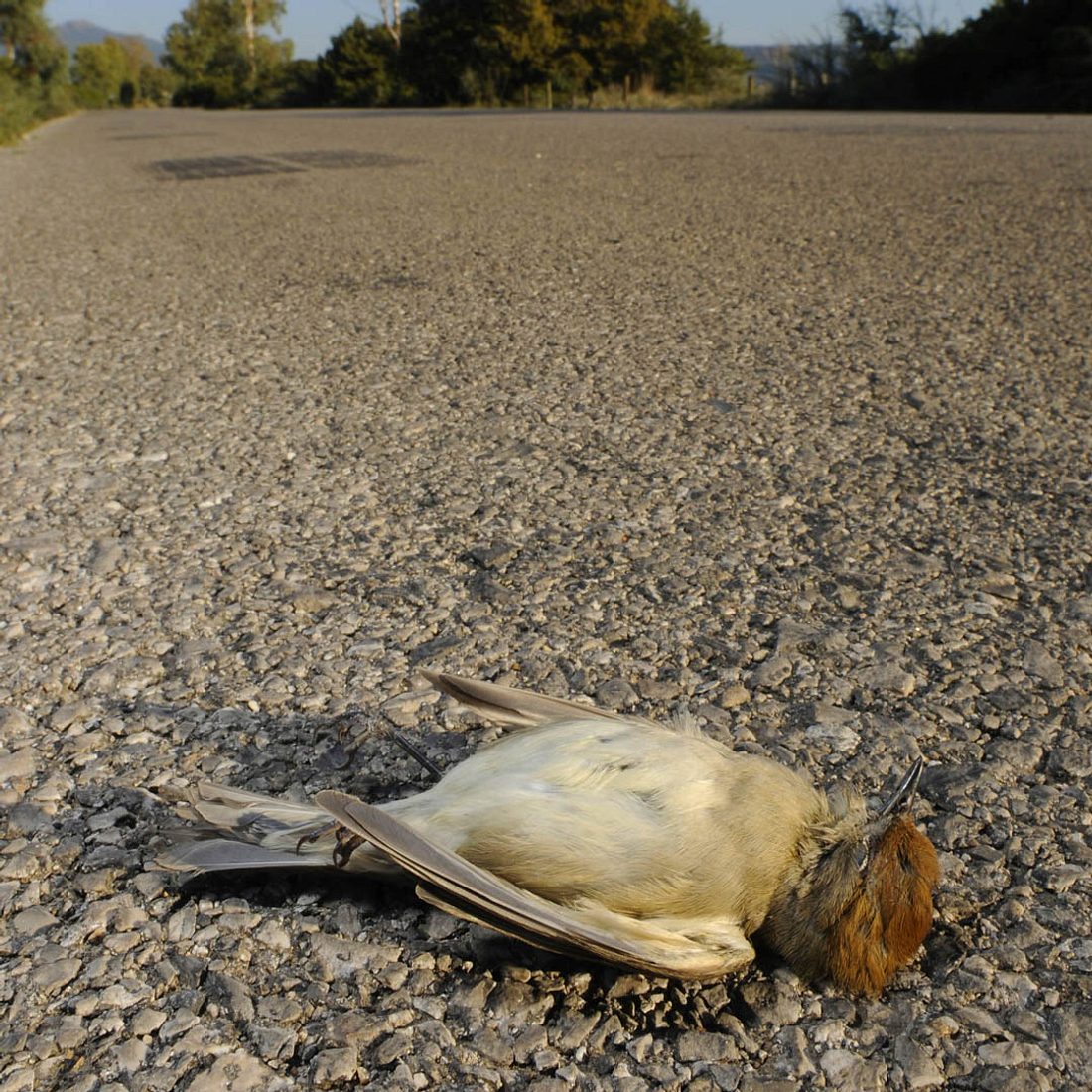 Schock Massentod: Hunderte Vögel fallen tot vom Himmel!