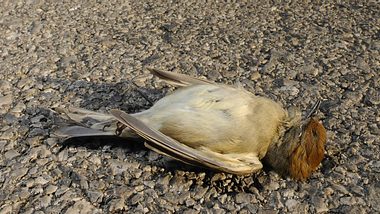 Schock Massentod: Hunderte Vögel fallen tot vom Himmel! - Foto: IMAGO / blickwinkel