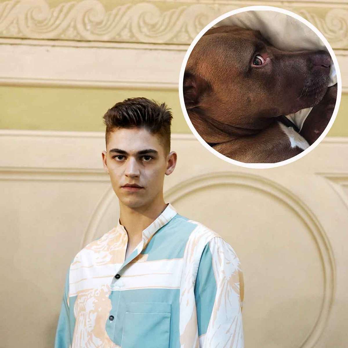 Stars und ihre Hunde Hero Fiennes Tiffin