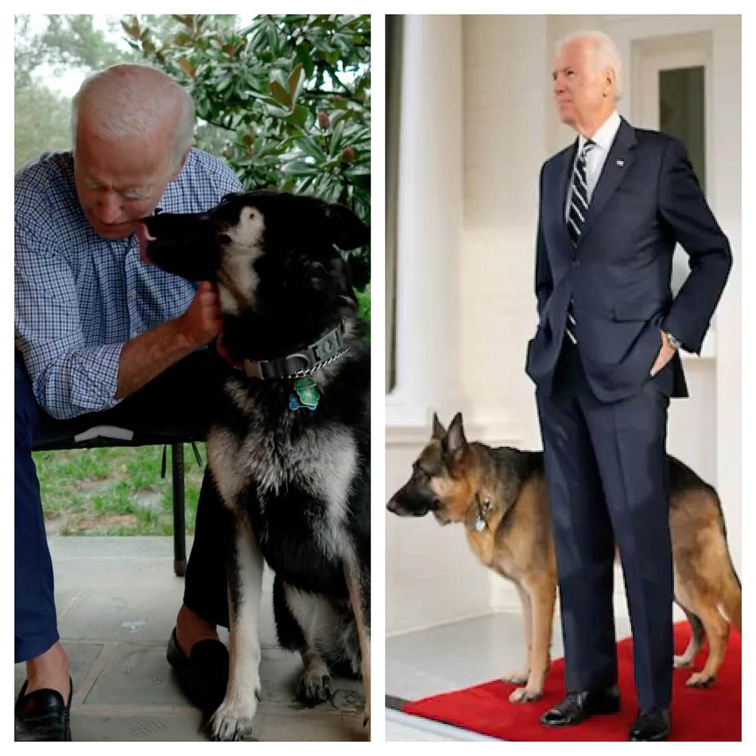 Stars und ihre Hunde Joe Biden