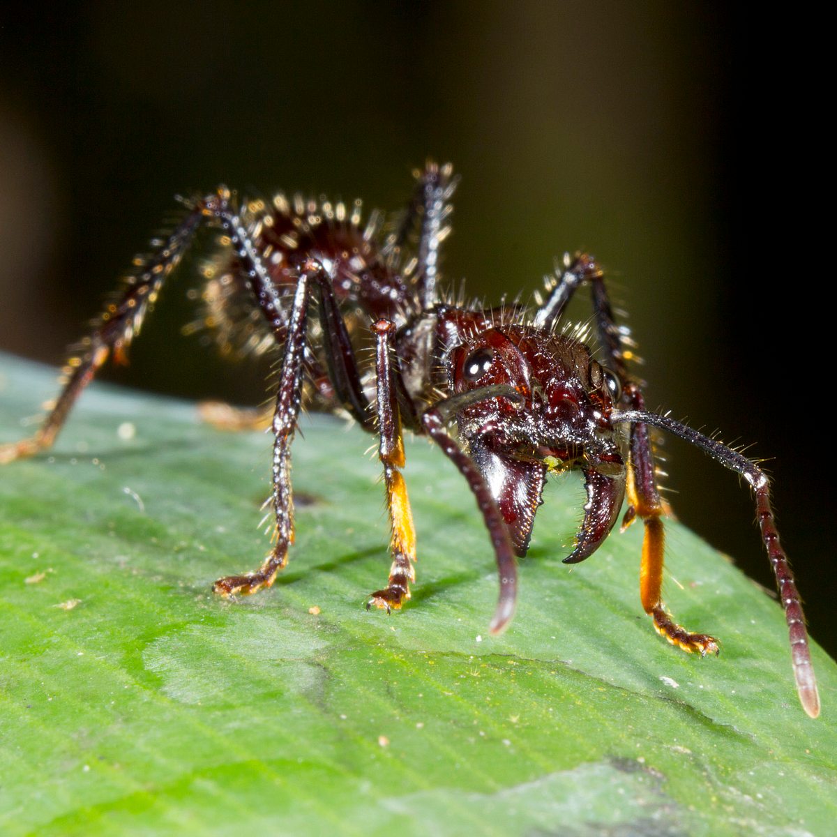 Die 10 schmerzhaftesten Insektenstiche