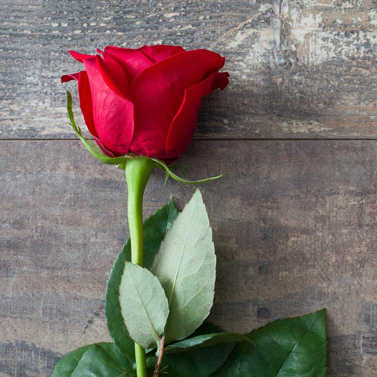 Symbole der Liebe und ihre Bedeutung: Rose