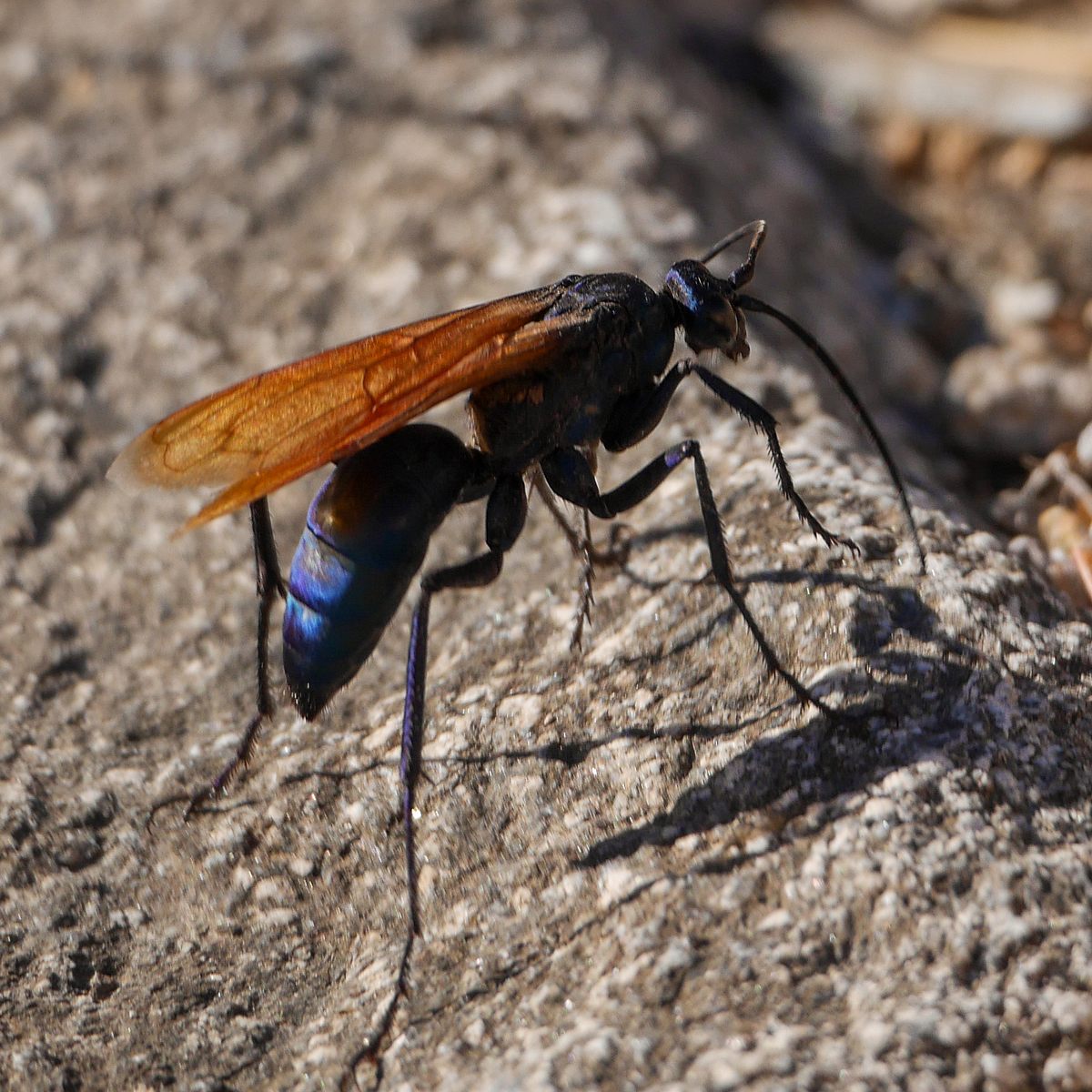 Die 10 schmerzhaftesten Insektenstiche