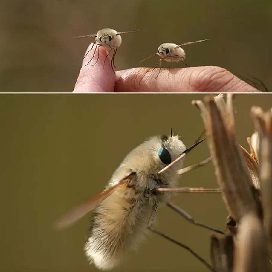 tigerbee aufmacher2