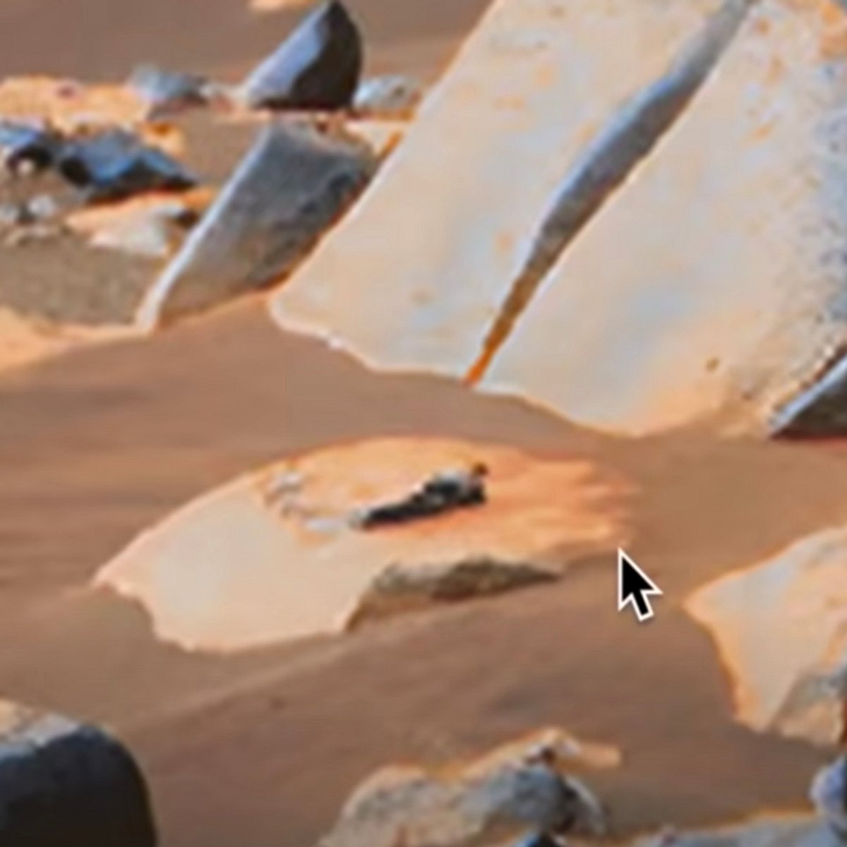 UFO-Jäger findet Leben auf dem Mars!