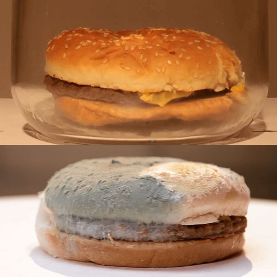 McDonald’s: Das Schimmel- Burger-Experiment