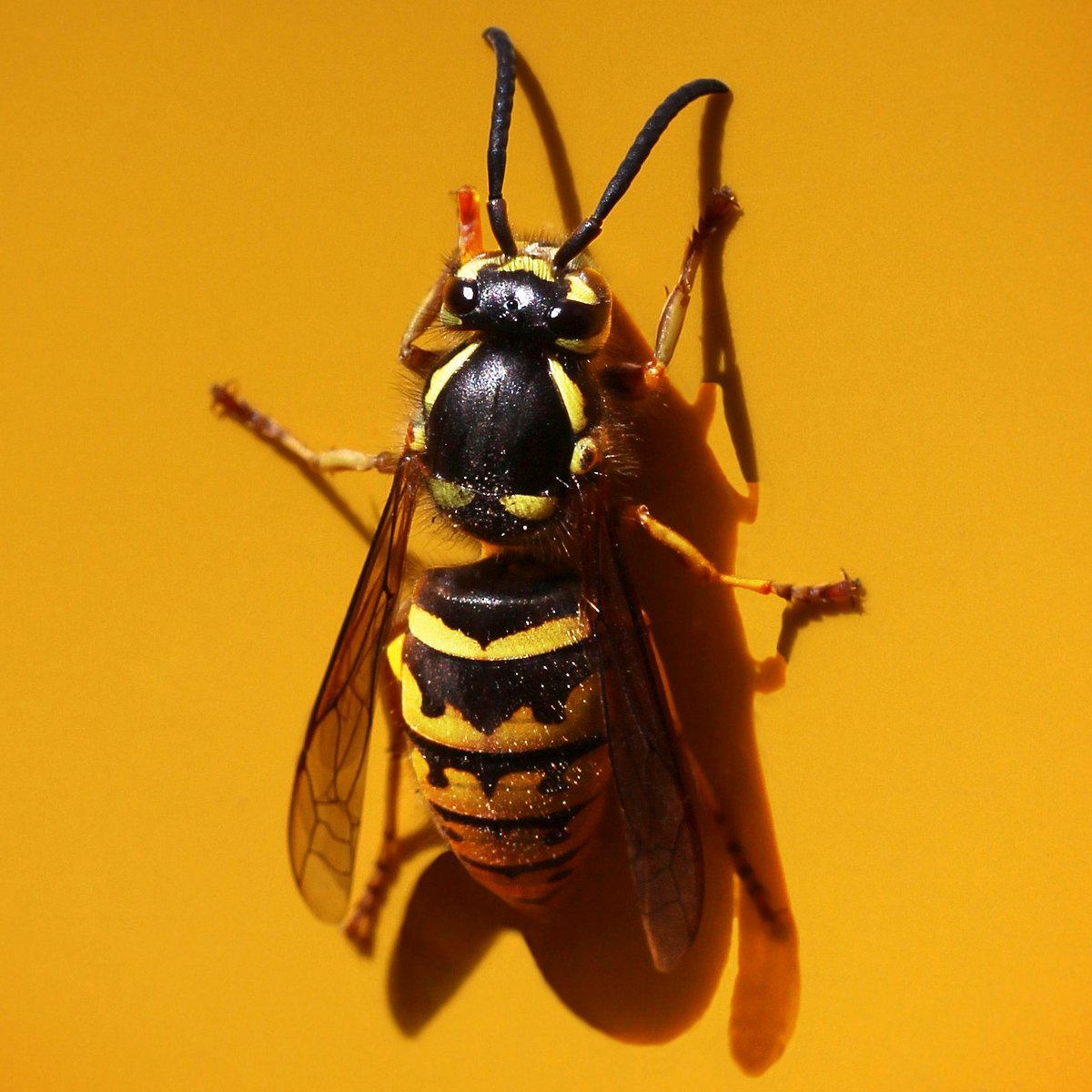 Die 10 schmerzhaftesten Insektenstiche