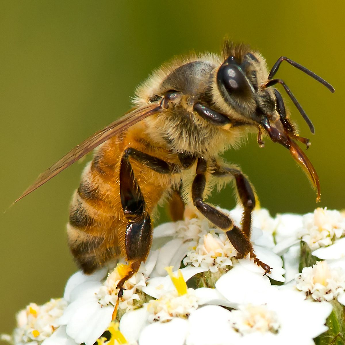 Die 10 schmerzhaftesten Insektenstiche