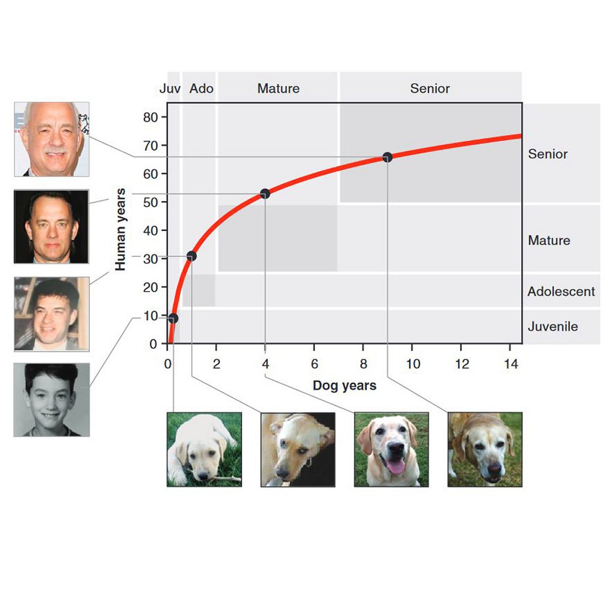 Wie alt ist dein Hund wirklich? Diagramm
