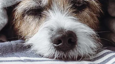 Wie alt ist dein Hund wirklich? Neue Formel! - Foto: Sonja Rachbauer / iStockphoto