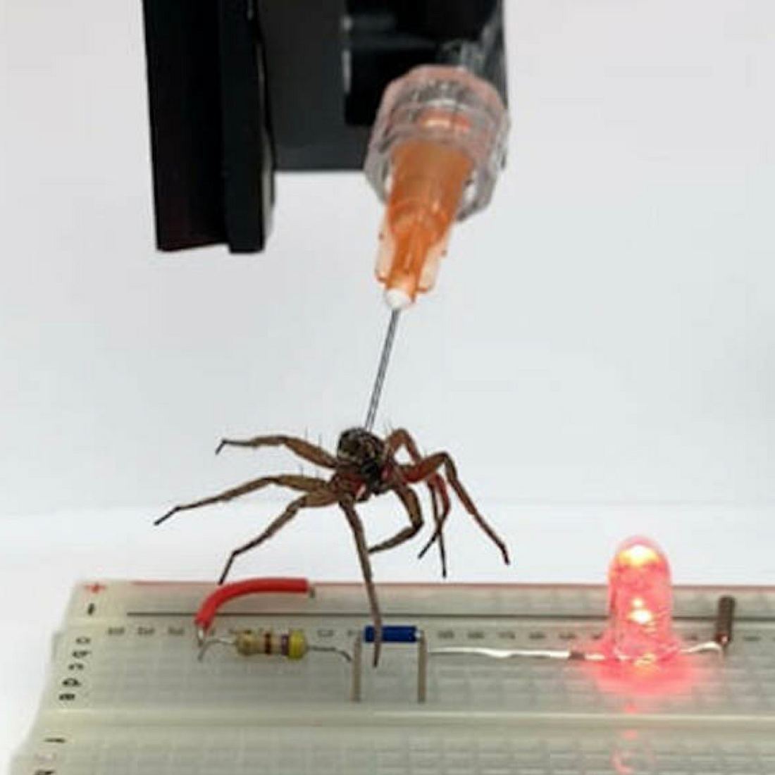 Wissenschaftler verwandeln tote Spinnen in Roboter
