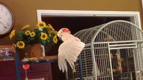 Dieser Kakadu ist ein Scheidungskind - Foto: ViralHog/Youtube