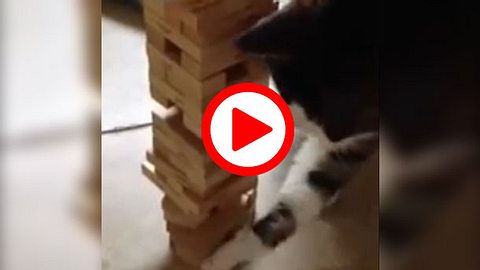 Katze spielt Jenga - Foto: 25doris/MyVideo